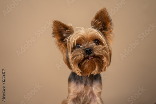 Fotografía Yorkshire Terrier dog on a beige background