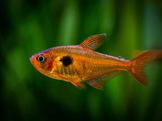 tetra serpae (Hyphessobrycon eques) isolated in a fish tank