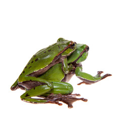 Wall Mural - Big green whipping frog isolated on white