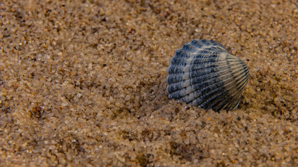 seashell