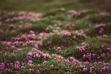  Rhododendron flowers in nature