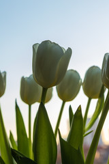 defocusing. white / yellow tulips against the blue sky. March 8, birthday, anniversary.