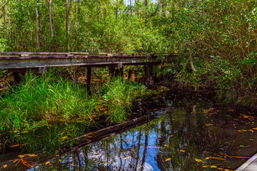 Wall Mural - Wooden path through forest woods of Okefenokee Swamp Park in Georgia.