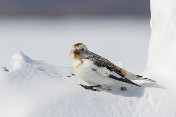 Sticker - Snow bunting (Plectrophenax nivalis) feeding in winter