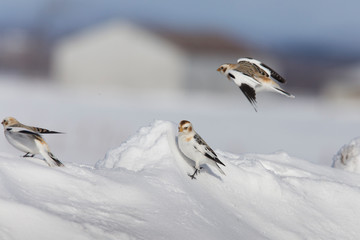 Wall Mural - Snow bunting (Plectrophenax nivalis) feeding in winter