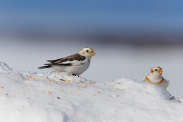 Sticker - Snow bunting (Plectrophenax nivalis) feeding in winter