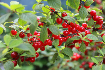 Canvas Print - Nanking cherry. Far eastern delicacy