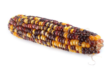 Poster - Multicolor corn isolated on white. Aztec maize