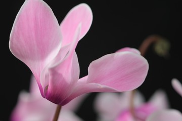 Wall Mural - closeup of pink cyclamen flower