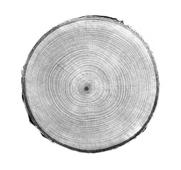 Wall Mural - Cut wood texture with tree rings. Black and white cut tree slice isolated on white showing age and years.