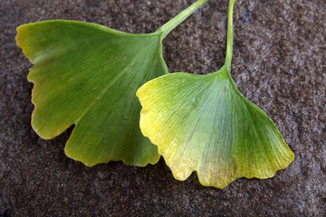 Sticker - Autumn ginkgo leaves on stone