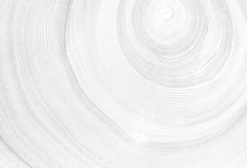 Wall Mural - gray and white detail of wood texture. felled tree trunk or stump. tight organic tree rings with clo