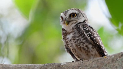 Beautiful spotted owl,full HD video. Cute owl with big eyes perching on branch turning head looking up and down left and right in the morning sunlight.