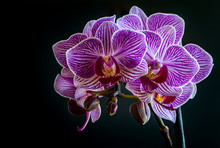 Close Up Of A Beautiful Purple And White Orchid On A Black Background