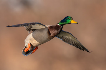 Wall Mural - Mallard Drake in flight