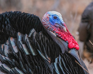 make turkey