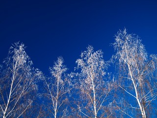 Wall Mural - snow