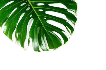 Wall Mural - Glossy monstera leaf close up isolated on white background. Creative photo