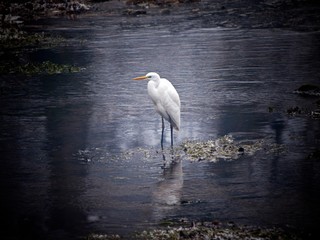 Canvas Print - bird