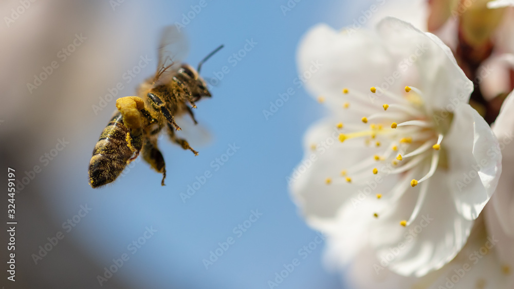 A bee collects honey from a flower - obrazy, fototapety, plakaty 