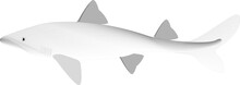The Stylized Image Of Shark. Can Be Used As A Sketch Of Tattoo. Vector Illustration On White Background. Outline.