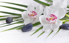 Close On  Beautiful White Orchid On Leaf And Pebbles
