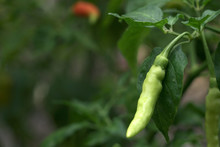 Cayenne Pepper Spicy Close Up On Trees Ready To Harvest