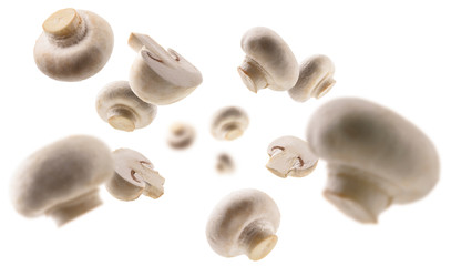 White mushrooms levitate on a white background