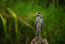 Yellow Crowned Night Heron On A Fallen Log In The Tarcoles River In Costa Rica