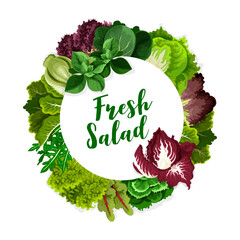 Salad greens or leaf vegetables vector icon of fresh leafy plant food. Lettuce, spinach and kale, watercress, arugula and chard, chinese cabbage, sorrel and radicchio, batavia, bok choy and mint frame