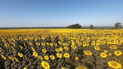 Wall Mural - field with yellow flowers of a sunflower