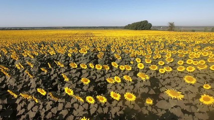 Wall Mural - field with yellow flowers of sunflower