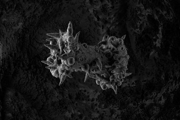 Poster - ..3d render of abstract microscopic shape. Germ or bacteria concept. Illness, disease concept. High details.