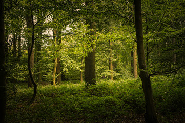 Wall Mural - Wald Spaziergang