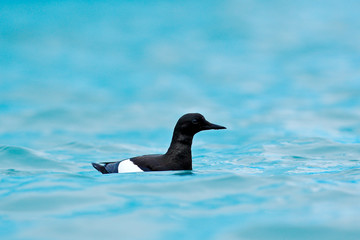 Wall Mural - Bird in ice blue water. Brunnich's Guillemot, Uria lomvia, white birds with black heads in the sea water, Svalbard, Norway. Beautiful rock with bird, Arctic wildlife. Travelling in the Norway.