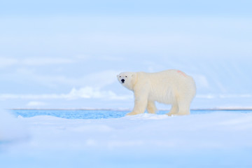 Wall Mural - Polar bear dancing fight on the ice. Two bears love on drifting ice with snow, white animals in nature habitat, Svalbard, Norway. Animals playing in snow, Arctic wildlife. Funny image in nature.