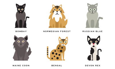 Canvas Print - Collection of Different Cats Breeds, Bombay, Norwegian Forest, Russian Blue, Maine Coon, Bengal, Devon Rex, Scottish, Lovely Pets Animals Vector Illustration on White Background