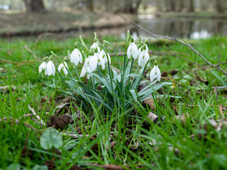 common snowdrop (Galanthus nivalis) in flower