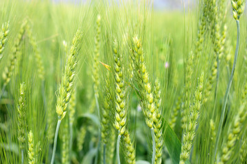 Green Wheat whistle, Wheat bran fields and wheat leaf