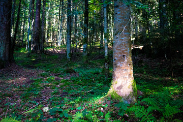 a forest somewhere in switzerland