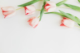 Fototapeta Tulipany - Pink tulips flat lay on white background with space for text. Top view of spring flowers, Stylish tender image. Hello spring. Greeting card  floral border mockup. Womens and mothers day