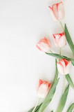 Fototapeta Tulipany - Pink tulips flat lay on white background with space for text. Spring flowers, stylish tender image. Hello spring. Greeting card  floral border mockup. Happy Mothers day, vertical image