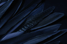 Blue Bird Wing Feathers Detail, Closeup Dark Background