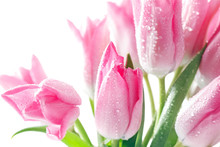 Spring Tulips With Fresh Dew Drops On White Background