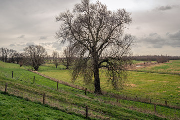 Wall Mural - Tall tree contrasts with the cloudy sky