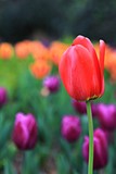 Fototapeta Tulipany - 봄꽃입니다