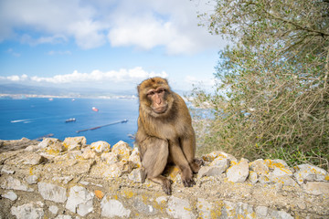 Wall Mural - monkey Macaca sylvanus in the wild on the Gibraltar peninsula