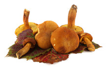 Boletus Ferrugineus (Xerocomus Spadiceus) Mushrooms On Autumn Grape Leaves. Delicacy