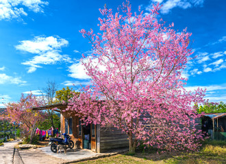 Wall Mural - Cherry blossoms blooming next to a bungalow in the suburbs on a peaceful spring morning in Dalat, Vietnam