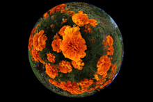 Marigolds Growing In Garden. Circular Fisheye Photo